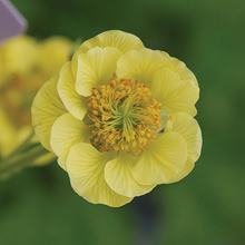 Geum Seeds - Yellow