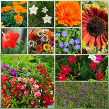Heat Resistant Wildflower Mix