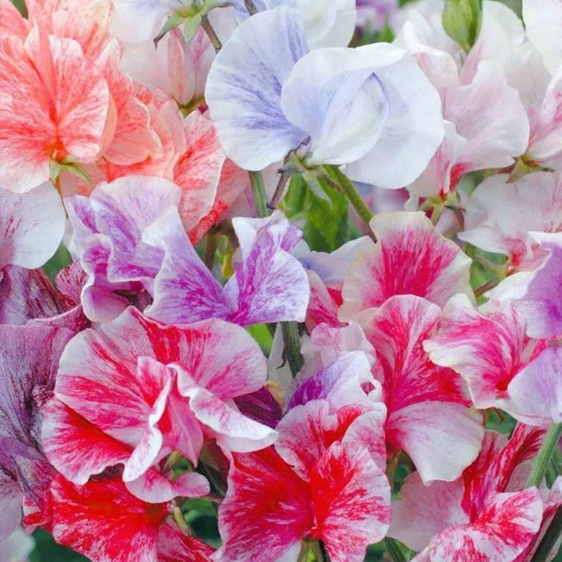 Mix Sweet Pea Seeds