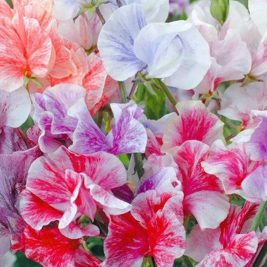 Mix Sweet Pea Seeds