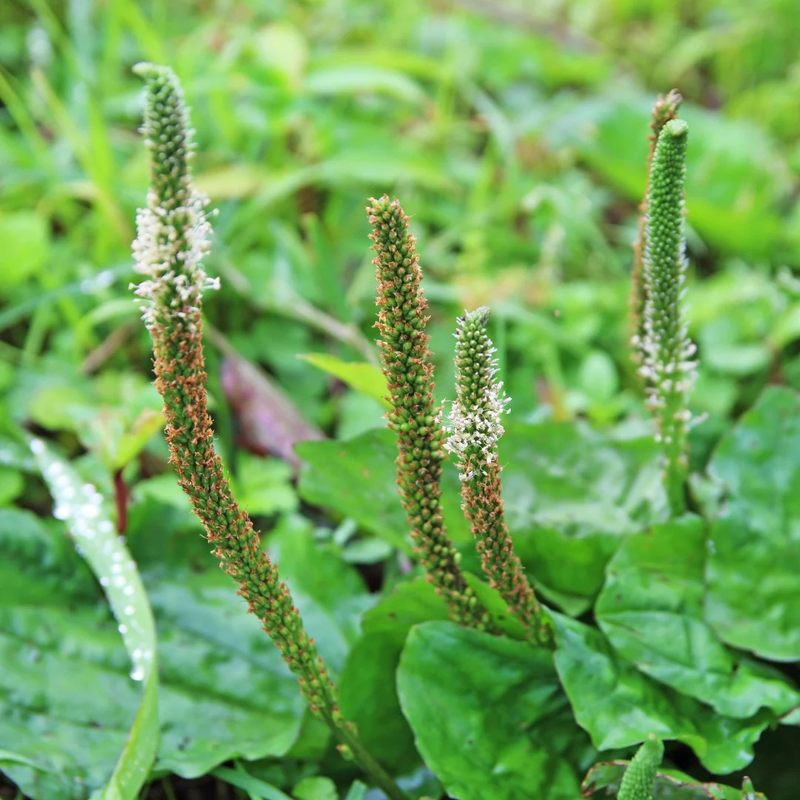 Plantago Asiatica L. Seeds - Larger Packet High Germination 1000-5000 Onsaleseeds