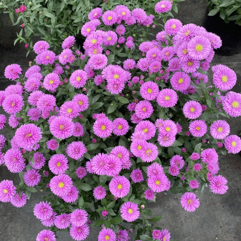 Purple Red Aster Seeds