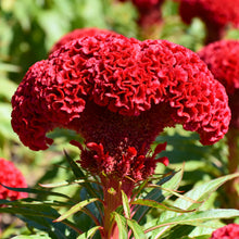 Red Celosia Seeds