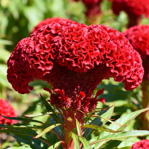 Red Celosia Seeds