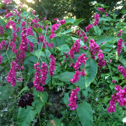 Polygonum Seeds - Pink Red