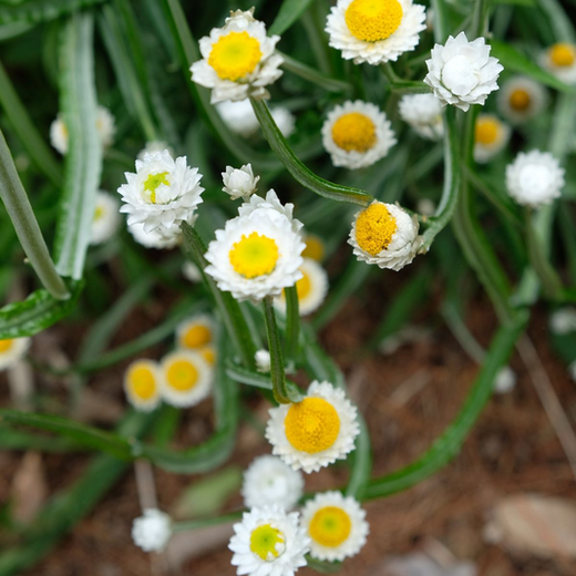 White Winged Everlasting Seeds