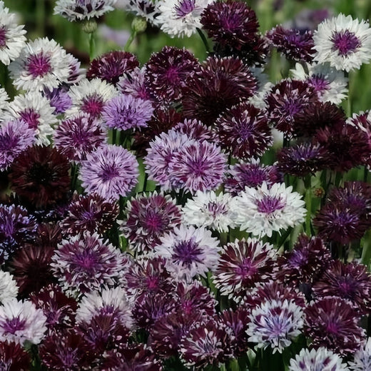 Cornflower Seeds - Dark Purple