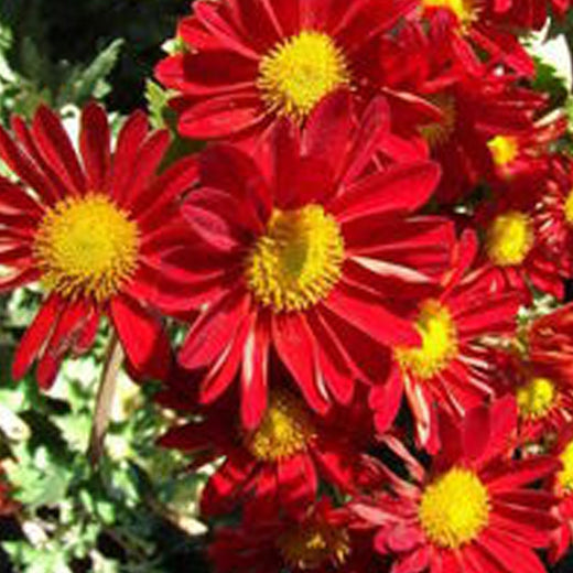 China Aster Seeds - Red