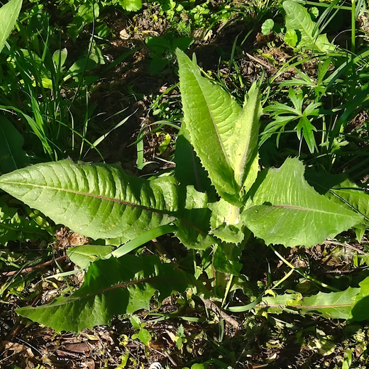 Chicory Seeds