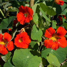 Rose Red Nasturtium Seeds