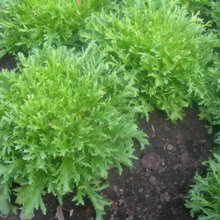 Yellow Streak Sonchus Seeds
