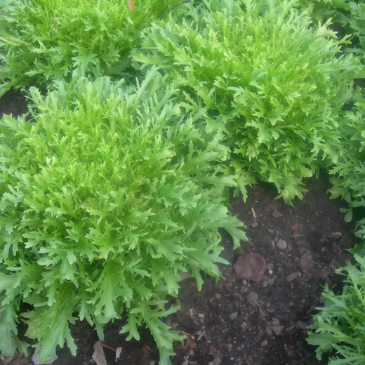 Yellow Streak Sonchus Seeds