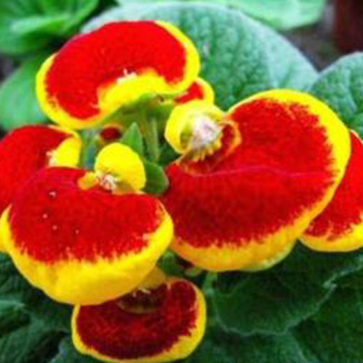 Pocketbook Flower Seeds - Mix