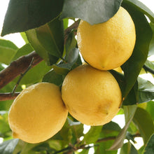 Lemon Seeds