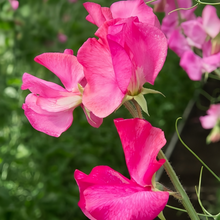 Rose Red Sweet Pea Seeds