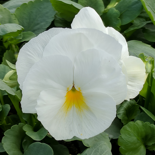 Pansy Seeds - Pure White