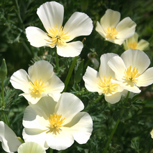 California Poppy Seeds Milky White