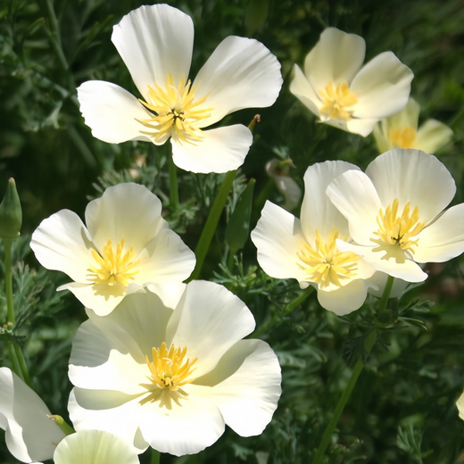 California Poppy Seeds Milky White