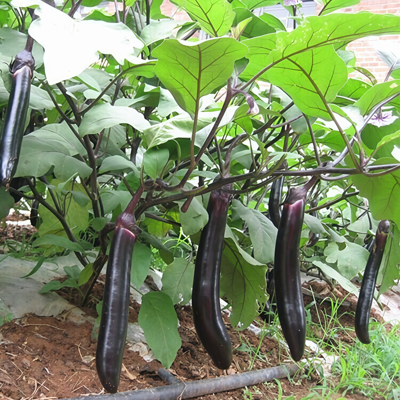 Deep Purple Solanum Seeds
