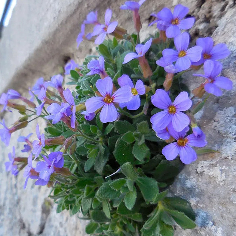 Pink Aubrieta Seeds