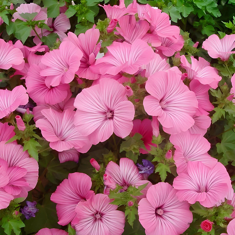 Rose Mallow Seeds - Mix