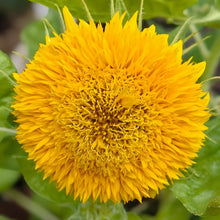 Mix Sunflower Seeds