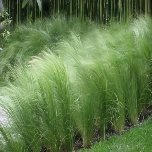 Mexican Feather Grass Seeds - Green