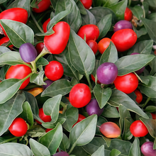 Cherry Pepper Seeds