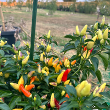 Conoides Ornamental Pepper Seeds - Multicolored