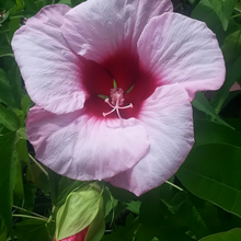 Light Rose Pink Flowering Okra Seeds