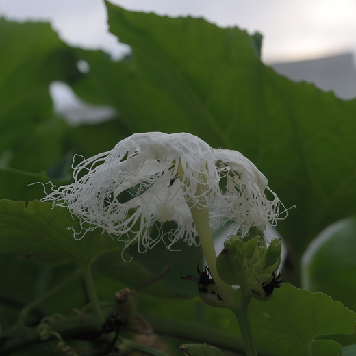 Caper Bush Seeds - White