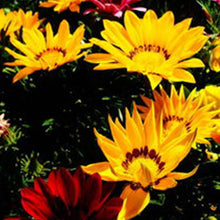 Gazania Seeds - Mix