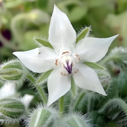 White Borage Seeds