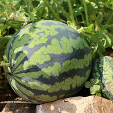 Watermelon Seeds