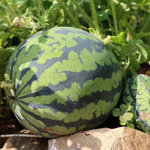 Watermelon Seeds
