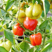 Red Yellow Conoides Pepper Seeds