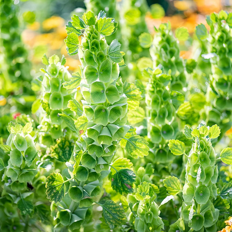 Moluccella Laevis Green Sepals Seeds up to 50% Large Pack · 1500-5000 Seeds