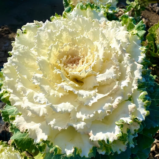 Ornamental Kale Seeds - White Flat Leaf