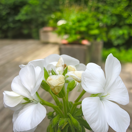 Pelargonium Seeds - White