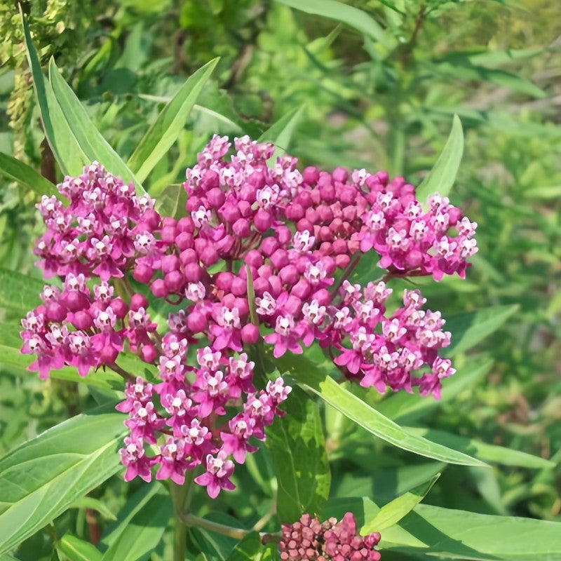 Pink Butterfly Milkweed Seeds