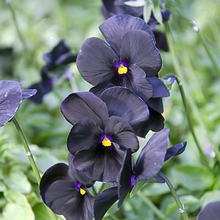Pansy Seeds - Black