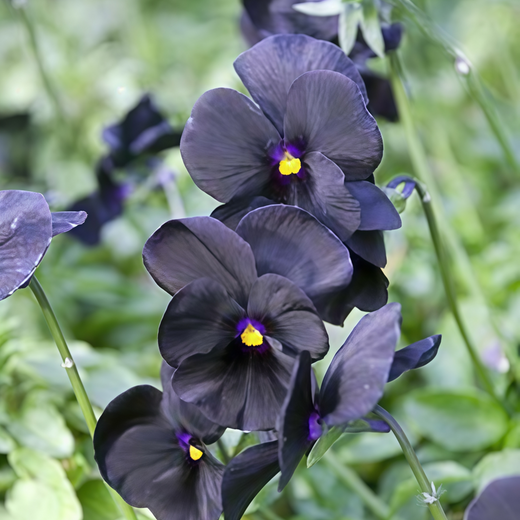 Pansy Seeds - Black