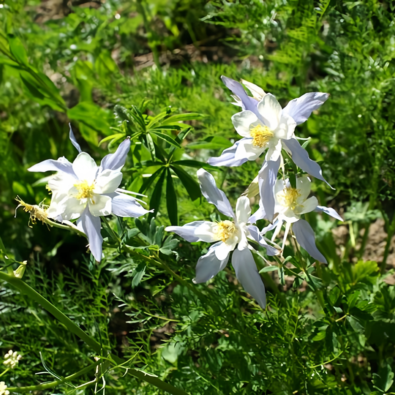 Blue Columbine Seeds