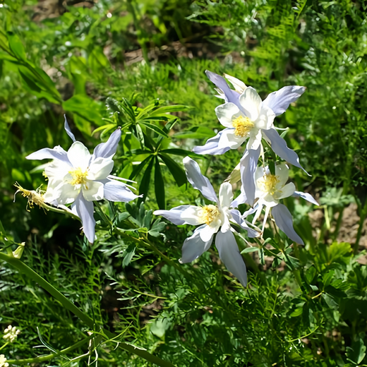 Blue Columbine Seeds