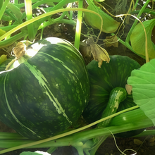 Mix Squash Seeds