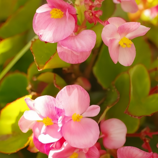 Red Begonia Seeds
