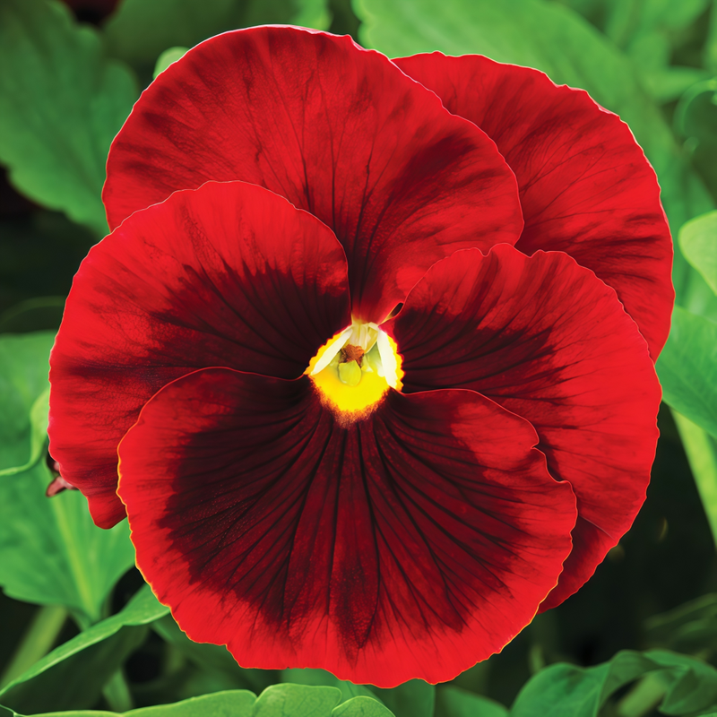 Pansy Seeds - Reddish Brown