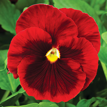 Pansy Seeds - Reddish Brown
