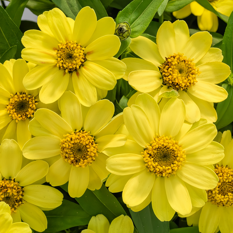 Yellow Zinnia Seeds