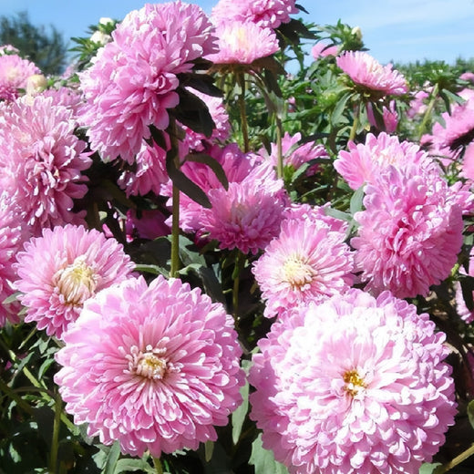 China Aster Seeds - Light Pink